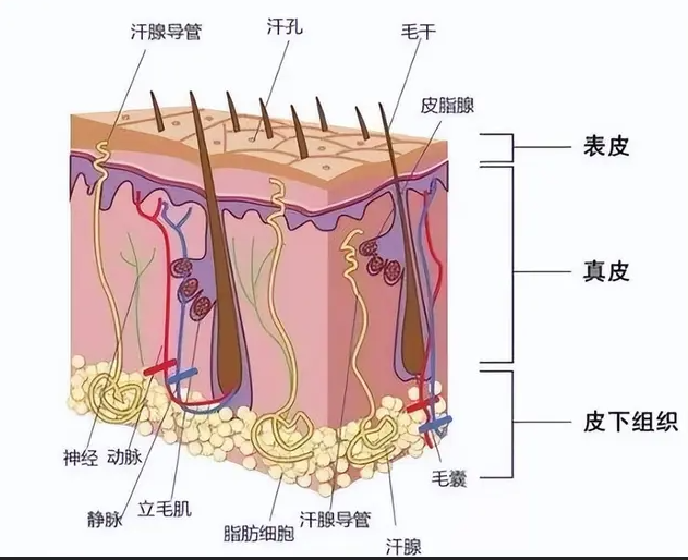 头皮健康管理